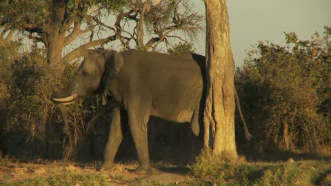 The largest existing land animal is the elephant.