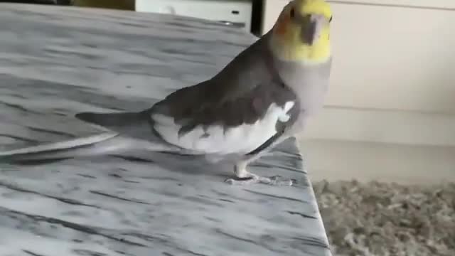 Funnny parrot