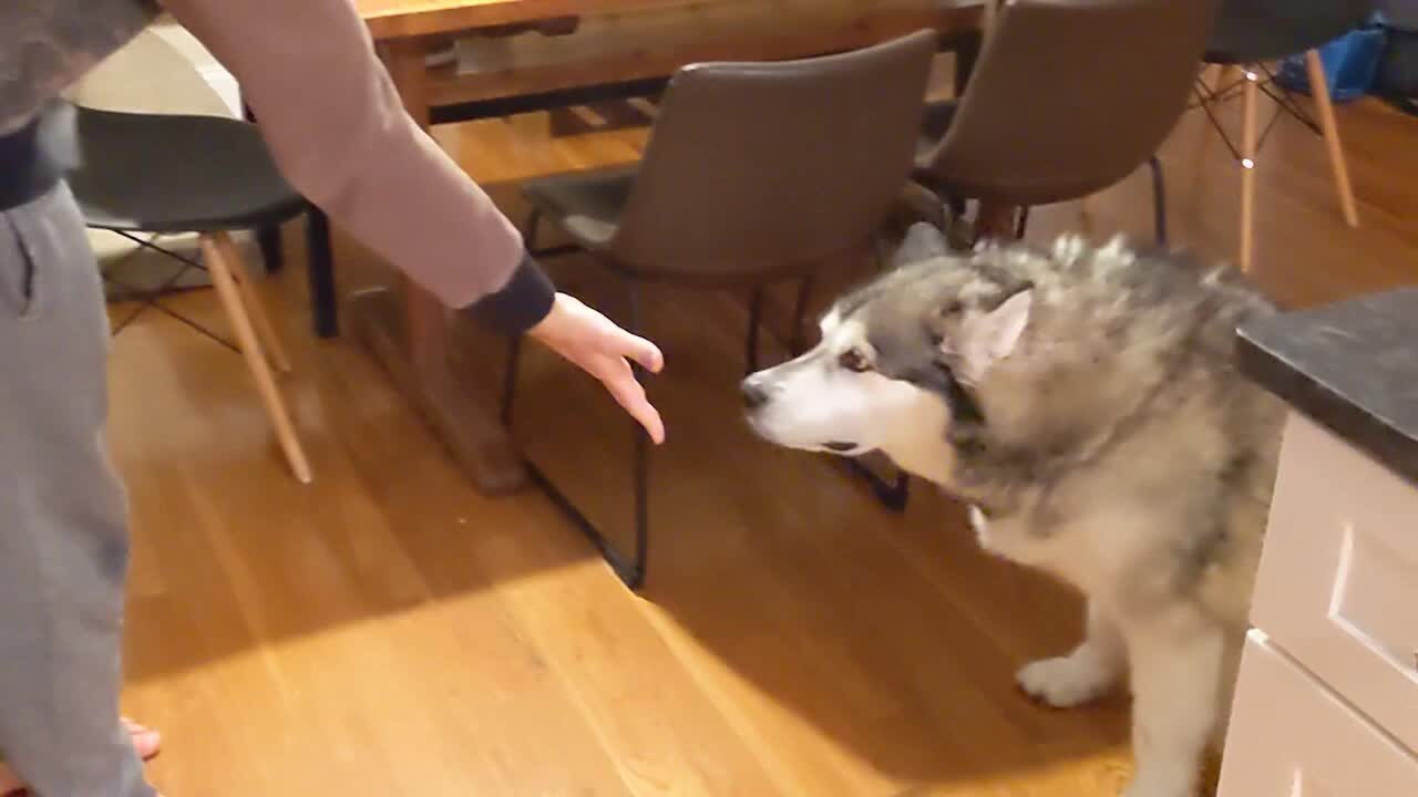 Alaskan Malamute adorably fooled by disappearing food trick