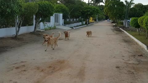 Goldens Retrievier playing with ball.