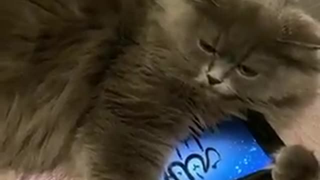 The most beautiful sounds that cats hear, the Holy Quran