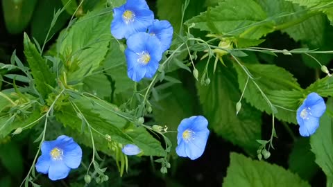 This Timelapse Of Blooming Flowers Is Truly Mesmerizing To Watch