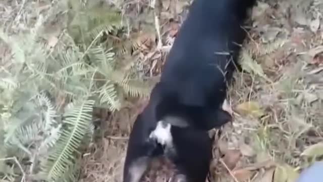 Funniest Cats and Dogs πΆπ± | Funny Animal Videos #2