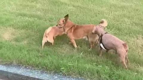 dogs playing together