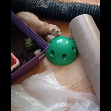 Ferret super tail wags!!!