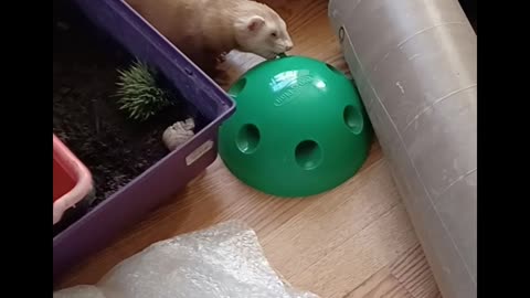 Ferret super tail wags!!!