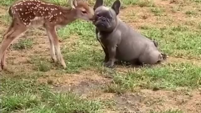 Cute animals bulldog
