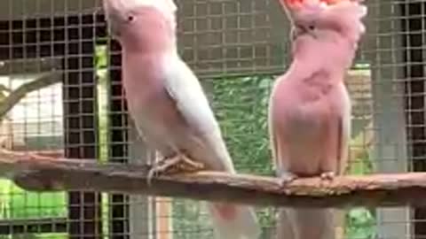 un loro un loro