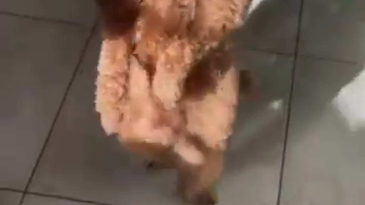 Funny Dog