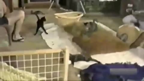 cared cat moments 😹😽😿