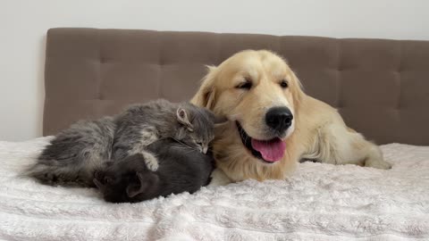 What does a Kitten do when It Finds a Golden Retriever with Another Kitten