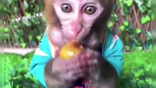 Cute Monkey! Watch Till The End