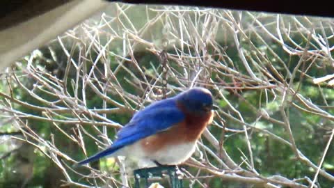 Blue Bird