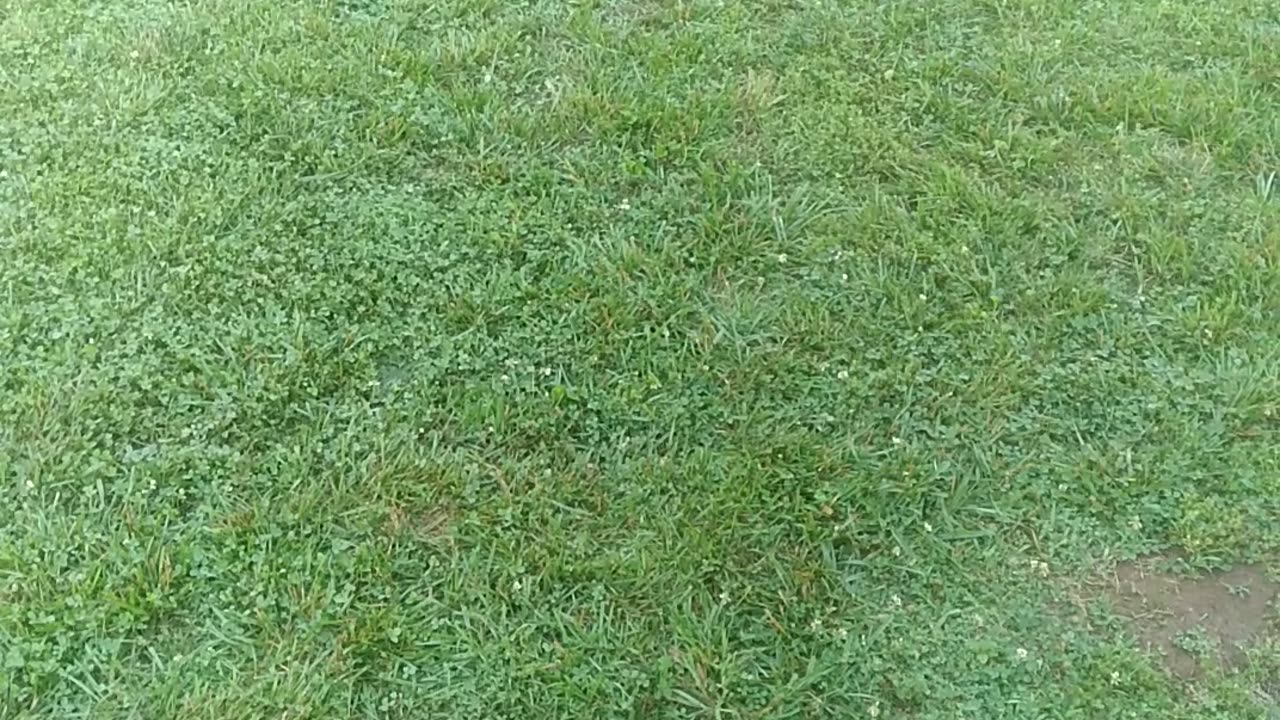 "Tall Turf Type Fescue" Grass