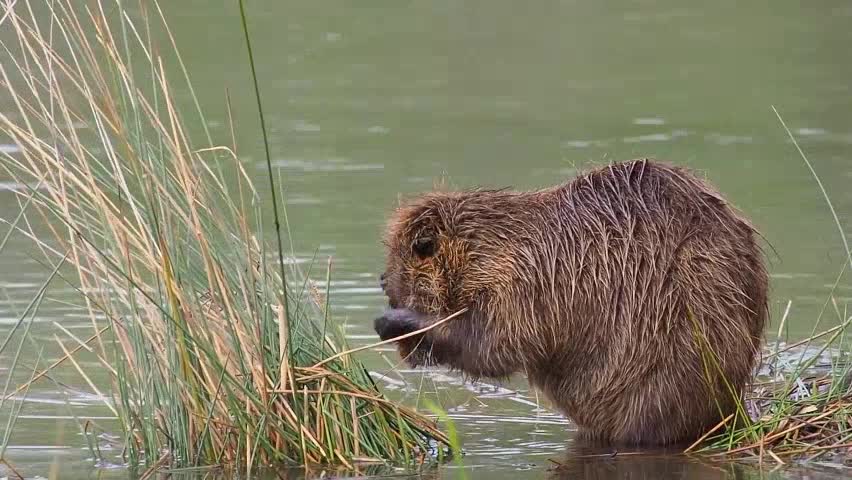 Natureza Animais Mamíferos Ariranha