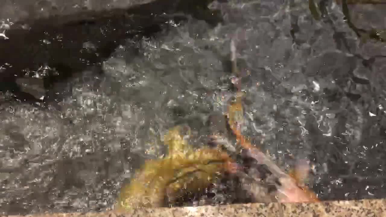 Feeding Japanese koi fish’