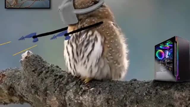 Virtual Reality and Owl