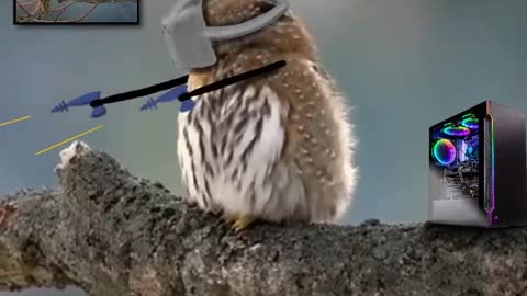 Virtual Reality and Owl