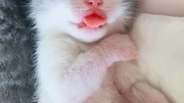 Cat Tongue Out- Cat Funny Videos