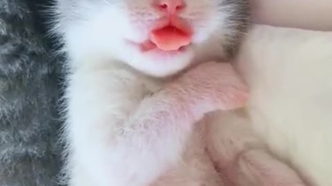 Cat Tongue Out- Cat Funny Videos