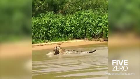 Jaguar catches and almost loses crocodile water