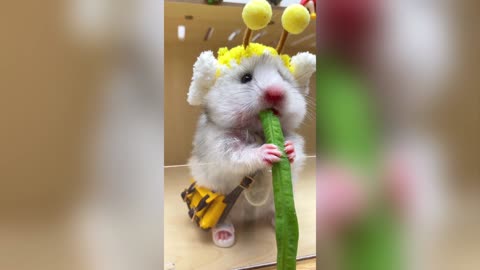 Adorable Little Animal - Cute Pet