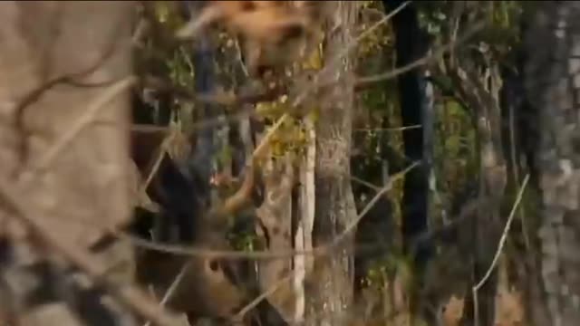 TIGER VS DEER | Baby Deer Try To Escape From Tiger Hunting But Failed