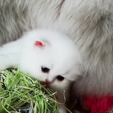 Fluffy Snow White Baby Kitty❣️❣️❣️