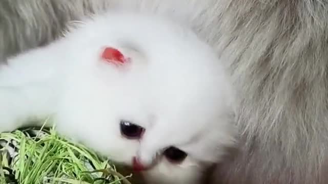 Fluffy Snow White Baby Kitty❣️❣️❣️