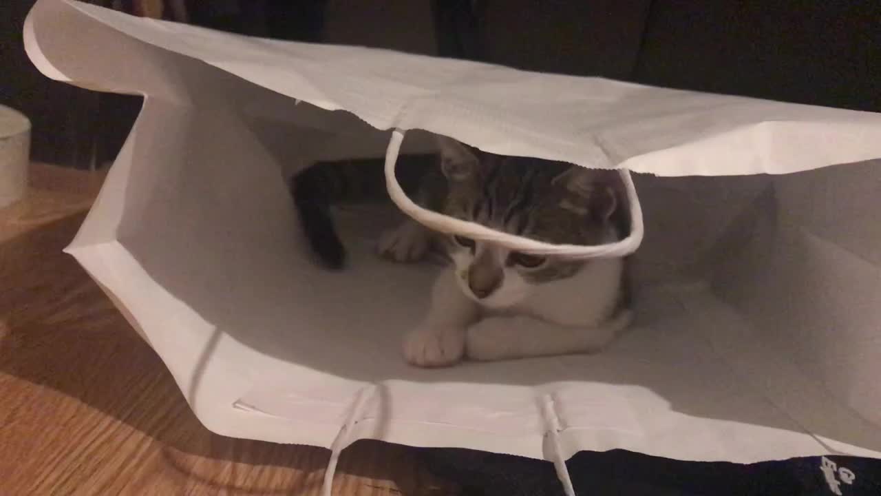 Kitten playing in a paper bag.