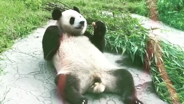 Panda shows what the good life is all about