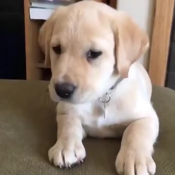 Pets, cats, dogs, and much more.