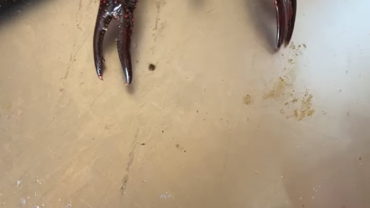 Crawfish Clamps Down