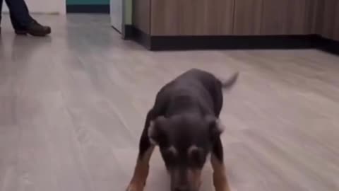 Puppy dancing #Happy Dog