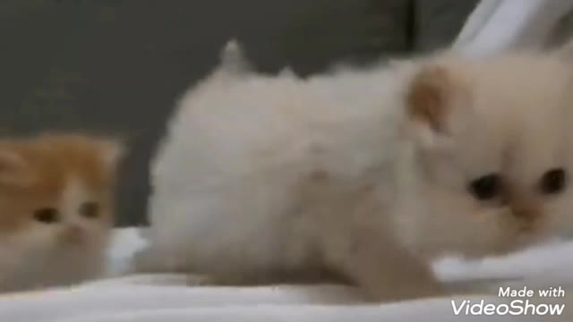 Funny cat