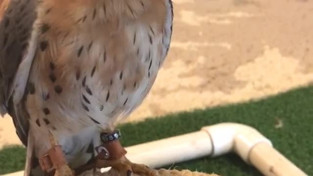 Bird wears a leaf on his head