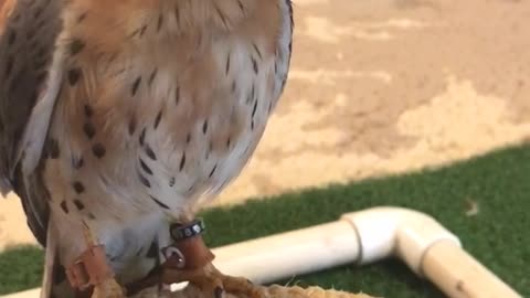 Bird wears a leaf on his head