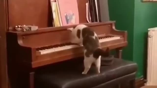 the cat plays the piano