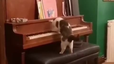 the cat plays the piano