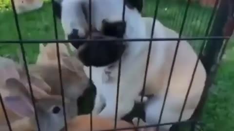 Rabbit disturbing the cute dog