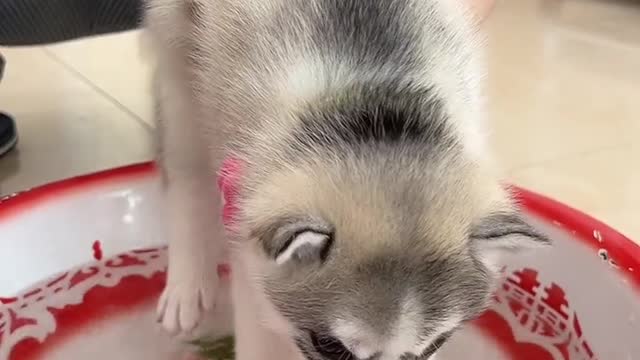 Test your puppy's talent