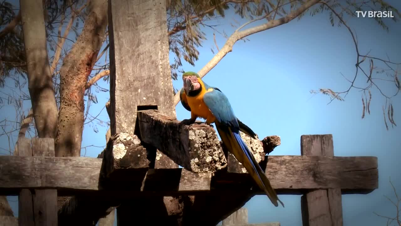 What animal is this_ Blue-and-yellow Macaw