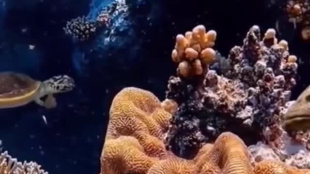 Let's take a look at the colorful underwater world