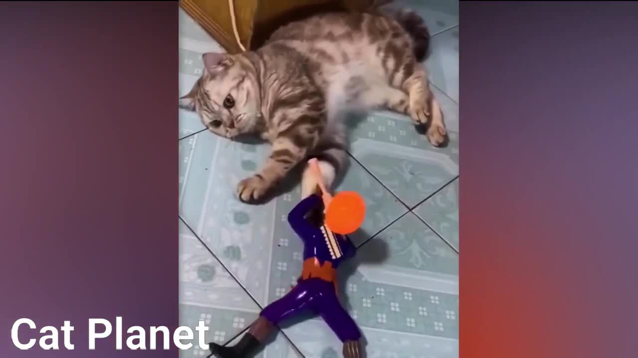 Very beautiful funny playing cats