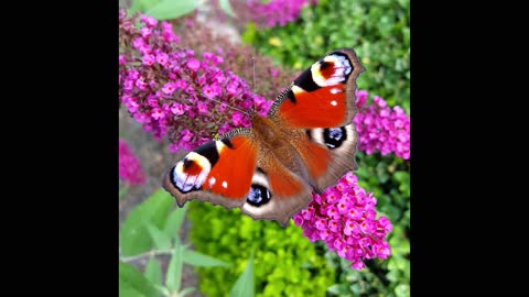 Beautiful black and red butterfly with rose - the world of butterflies - the world of animals