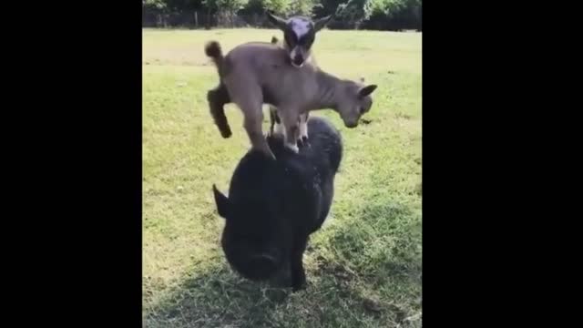 OMG very cute animals video