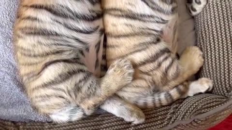 sleeping #longvideos #tigercub #tiger #kitten #foryou #fpy #cute #kitty