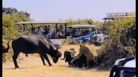 See how a friend buffalo forward in the danger of another friend buffalo