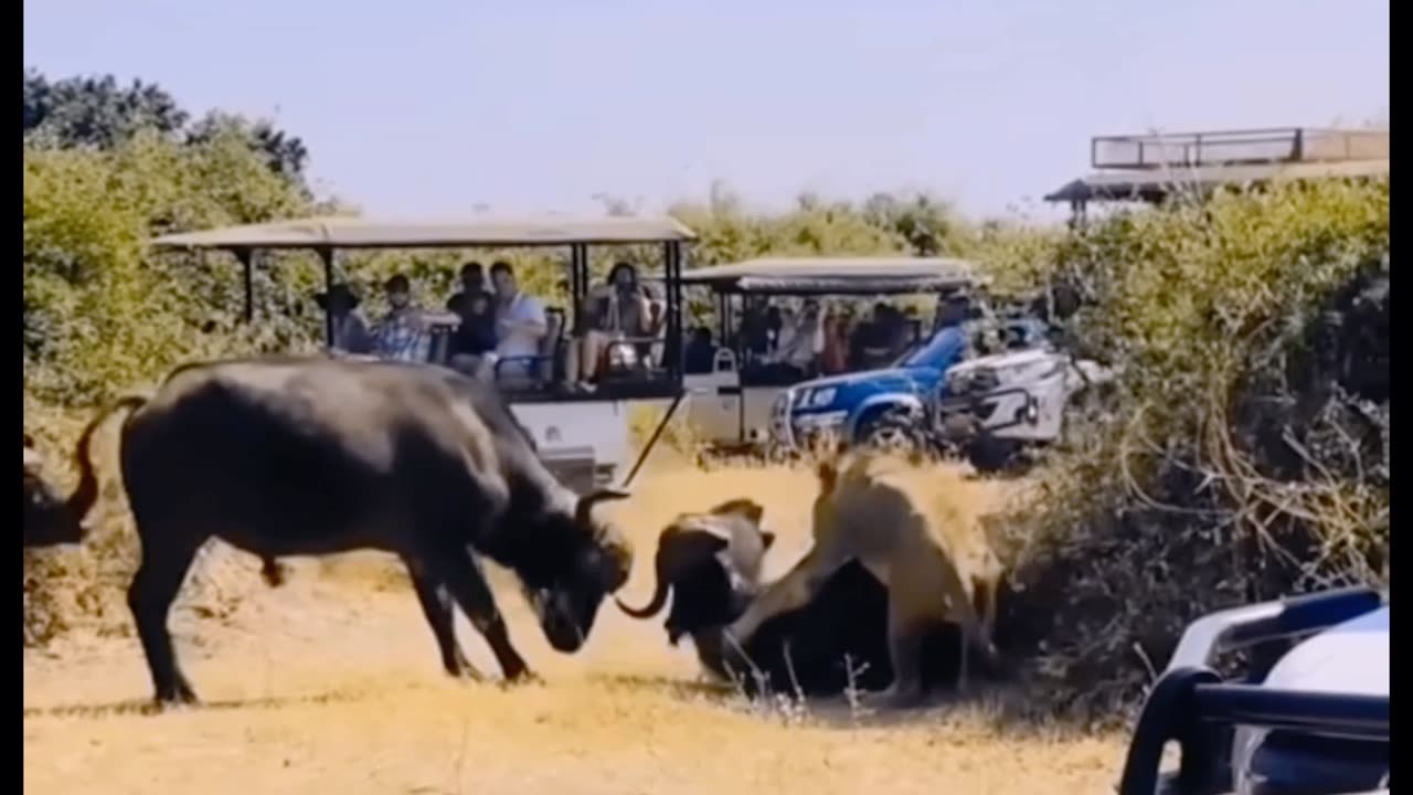 See how a friend buffalo forward in the danger of another friend buffalo