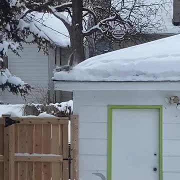 Bulldozer squirrel clears out all the snow from the gutters